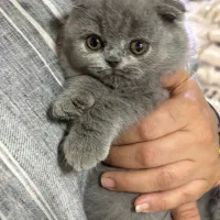 بچه گربه اسکاتیش بلو