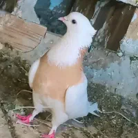جفت نر طوقی معاوضه