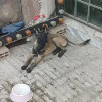 سگ مالنیوز اصیل
