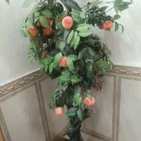 درخت تزیینی