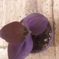 انواع گیاهان کمیاب خانگی ارزان