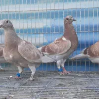 کبوتر مسابقه