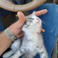 واگذاری رایگان بچه گربه