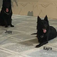 سگ ژرمن بلک