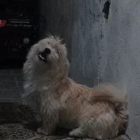 سگ نژاد دار