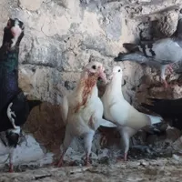 جوجه دورگ|پرنده|آشخانه, |دیوار