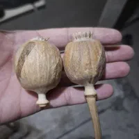 بذر|خدمات باغبانی و درختکاری|نورآباد, |دیوار
