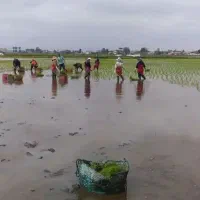 برنج طارم هاشمی فریدونکنار