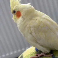 گمشده