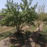 فروش-باغ