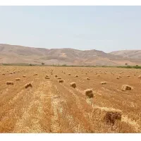 پرس کاه گندم