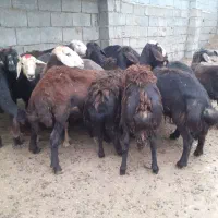 15‌عدد‌ماده‌توقلی‌‌جنس‌دار‌‌داشتی‌وگوشتی