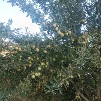 باغ-سیب-اجاره