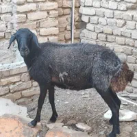 میش