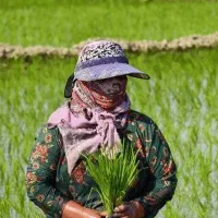 شالی و برنج طارم و فجر  تناژ بالا موجود