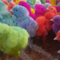 جوجه یک روزه و بالغ