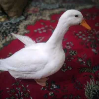 اردک خانگی  تمیز وبزرگ