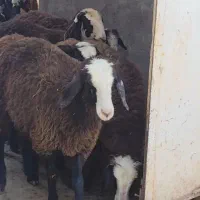 بره ماده های اصیل نژاد شال