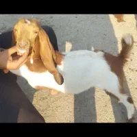 بره