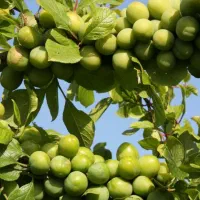 جمع کردن گوجه سبز گیلاس وغیره