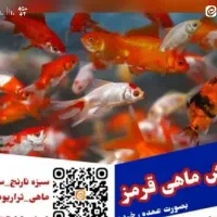 کار فروشندگی ماهی