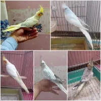 عروس هلندی ماده