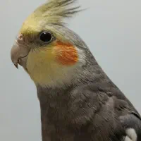 پرنده عروس هلندی گم شده گمشده