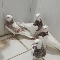پرنده کفتر جوجه طوقی