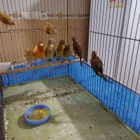 فروش  یا معاوضه قناری سرخ و شتری سرخ با رسمی بلند