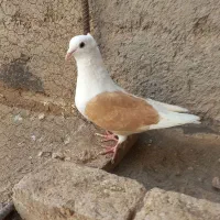 کبوتر ماده پشت زرد کاکلی