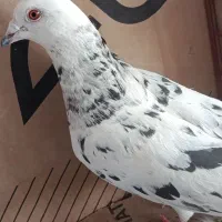 کفتر