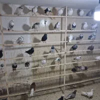 کفتر یا کبوتر
