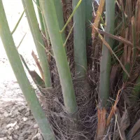 فروش پاجوش نخل حاج باقری