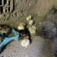 مرغ کرچ با چوجه