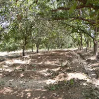 باغ سامان همراه با مجوز ساخت و سند تکبرگ