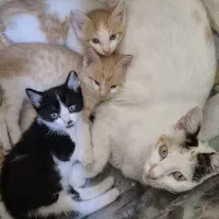 واگذاری بچه گربه ناز