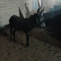 خر ماده آبستن گله ای