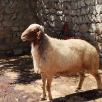 قوچ ورن سنجابی