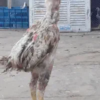 خروس ومرغ لاری رنگ خاص