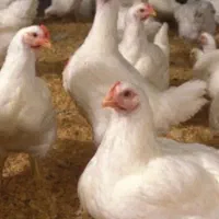 مرغ زنده گوشتی