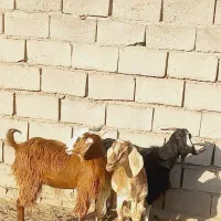 ۳عدد بز  اوست