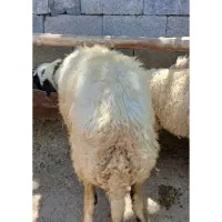۱۰۰راس گوسفند مدتی ۱ساله م ی خ ا م