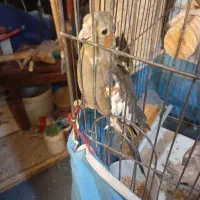 عروس هلندی