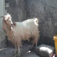 تیشتر ماده