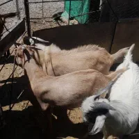 بزغاله/چبش سانن