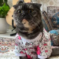 گربه ماده نژاد «اسکاتیش دبل فولد»