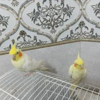 عروس پاریس معاوضه بامینا