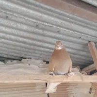 سلام و درود