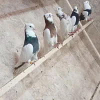 ایستگاه ارزانی دمسفید لچگی طوقی یهودی سرور