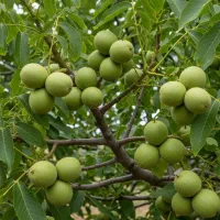 نهال مخصوص کوهستانی نوین نهال آرش